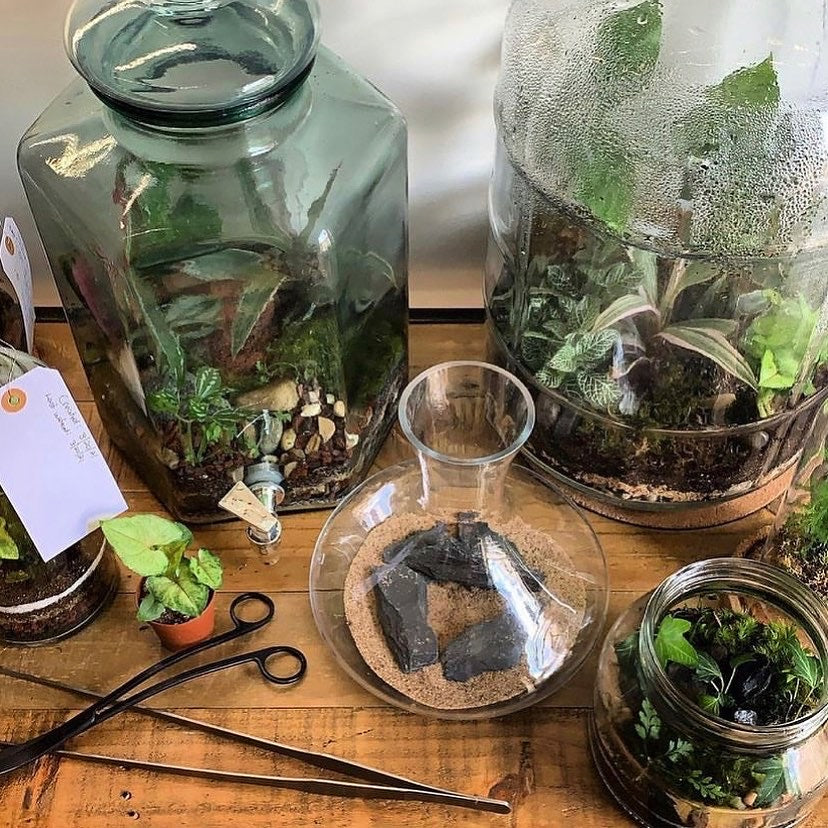 Terrarium Building Workshop