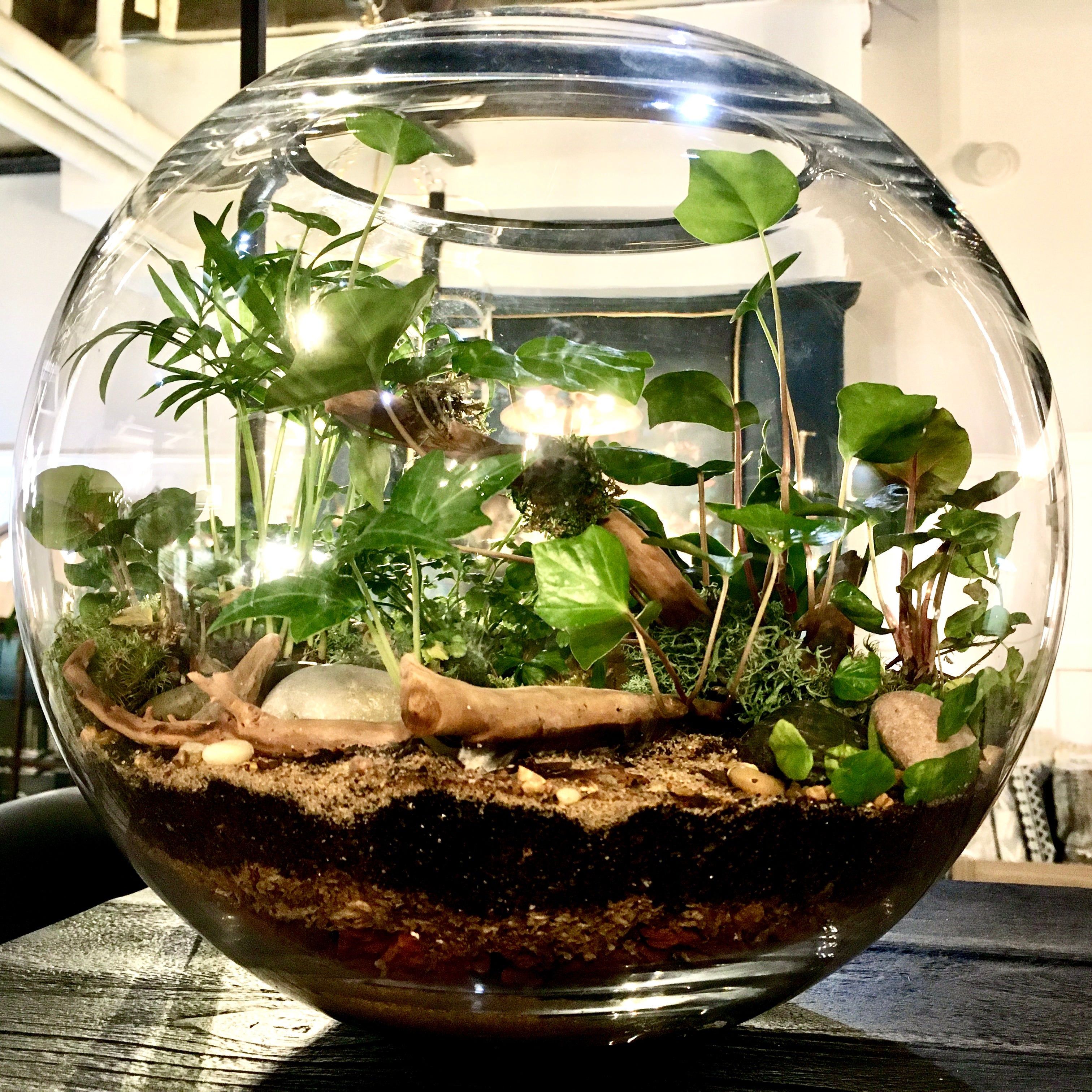 terrarium plants workshop Terrarium Building Workshop – TERRACE